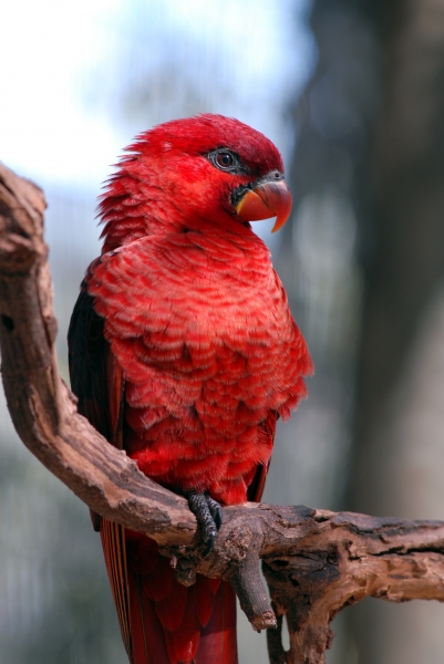 Cardinal Lory