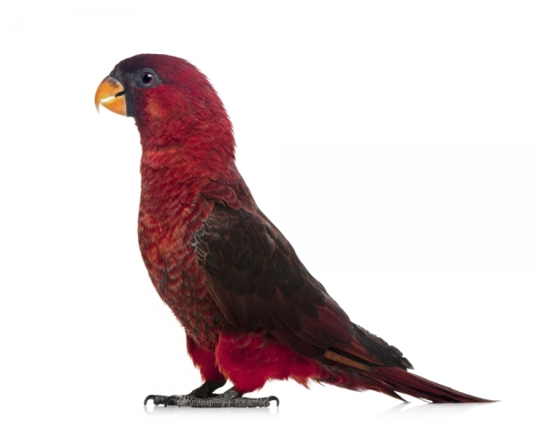 Cardinal Lory