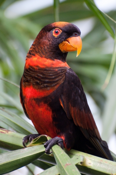 Dusky Lory